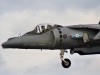 Harrier